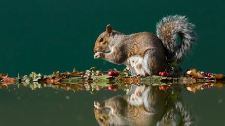 Charming Squirrel by the Water wallpaper