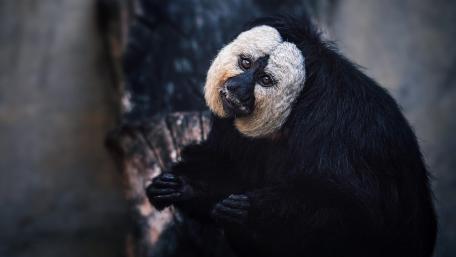 Curious White-Faced Saki Monkey Portrayed in Nature Scene wallpaper