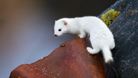 Adorable White Weasel in Nature's Embrace wallpaper