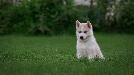 Adorable Siberian Husky Puppy Sitting in the Grass wallpaper