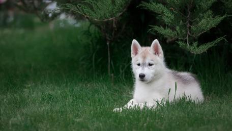 Adorable Siberian Husky Puppy in Green Grass wallpaper