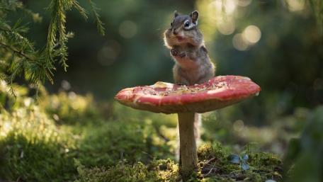 Cute chipmunk on a mushroom wallpaper
