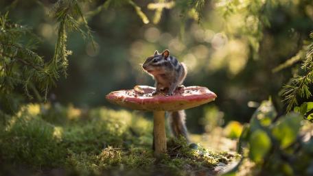 Chipmunk on a Mushroom wallpaper