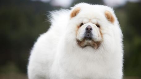 Fluffy Chow Chow in Natural Setting wallpaper