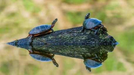Turtles Relaxing on a Log by the Water wallpaper