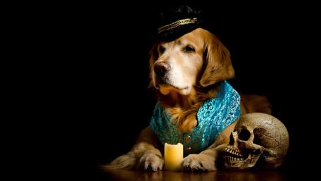 Dapper Dog Mystique wallpaper