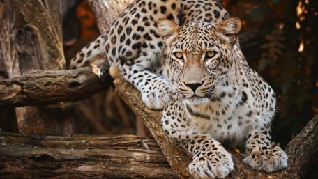 Majestic African Leopard Relaxing in Nature wallpaper