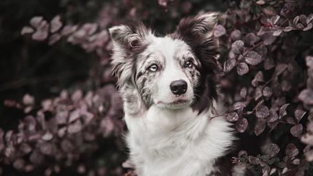 Graceful Border Collie Among Vibrant Foliage wallpaper