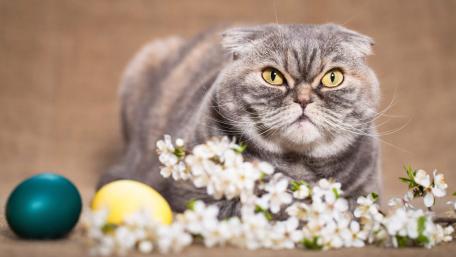 Charming Scottish Fold Cat Among Blossoms and Eggs wallpaper
