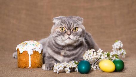 Whimsical Scottish Fold with Easter Treats and Flowers wallpaper