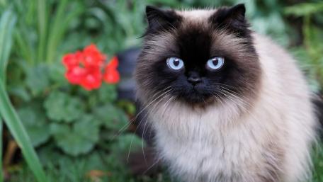 Captivating Siamese Cat in Nature Scenes wallpaper