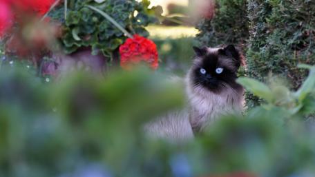 Charming Siamese Cat in a Floral Garden wallpaper