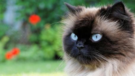 Siamese Cat with Striking Blue Eyes wallpaper