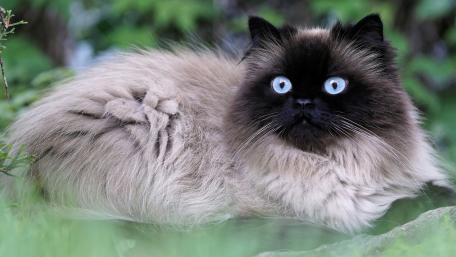 Elegant Siamese Cat with Striking Blue Eyes wallpaper