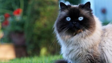 Siamese Cat with Striking Blue Eyes wallpaper