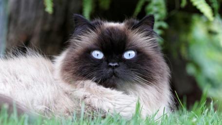 Elegant Siamese Cat with Striking Blue Eyes wallpaper