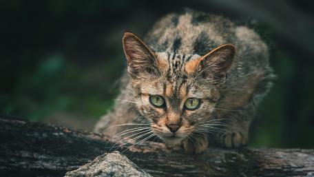 European Wildcat in its Natural Habitat wallpaper