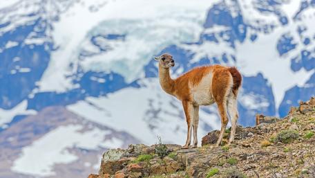 Majestic Guanaco in the Patagonian Landscape wallpaper