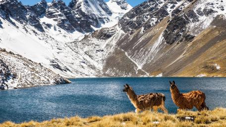 Majestic Llamas in Stunning Mountain Landscape wallpaper