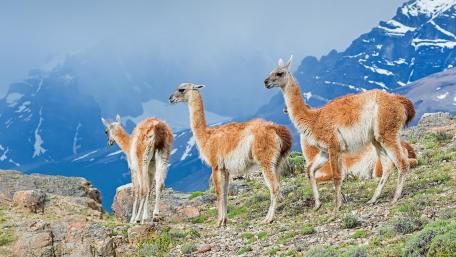 Majestic Guanacos of Patagonia wallpaper