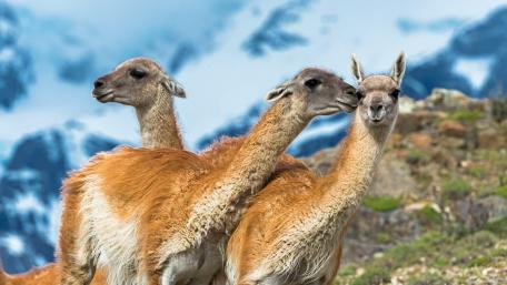 Funny Guanacos wallpaper
