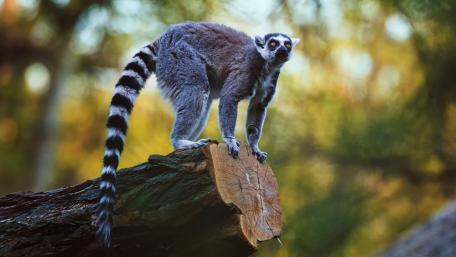 Curious Ring-tailed Lemur in Nature wallpaper