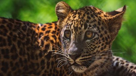 Majestic Leopard Cub in Focus wallpaper