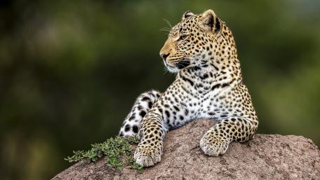 Majestic Leopard Resting Elegantly on a Rock wallpaper