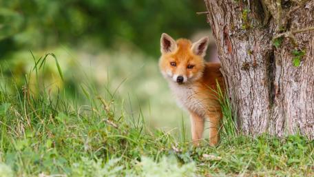Fox cub wallpaper