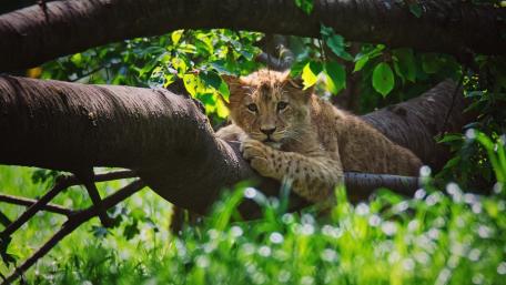 Curious Lion Cub in Natural Habitat wallpaper