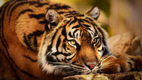 Majestic Tiger in Focus wallpaper