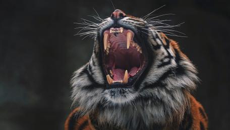 Majestic Roar of the Tiger wallpaper