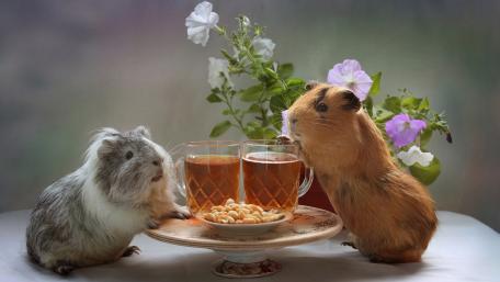 Adorable Guinea Pigs Enjoying Tea Time Together wallpaper