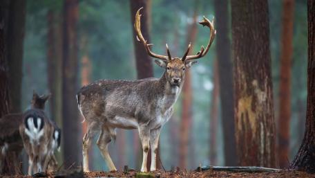 Majestic Deer in a Serene Forest Scene wallpaper