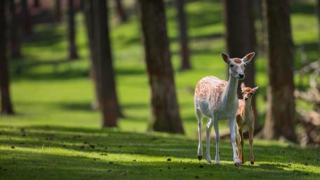 Graceful Deer in Serene Forest Setting wallpaper