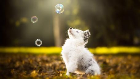 Australian Shepherd puppy wallpaper