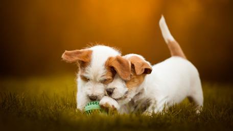 Jack Russell Terrier puppies wallpaper