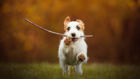 Jack Russell Terrier wallpaper