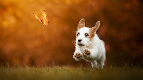 Jack Russell Terrier wallpaper