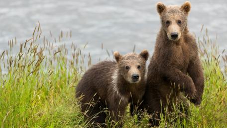Adorable Bear Cubs in Nature wallpaper