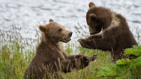 Playful Bear Cubs in Nature wallpaper