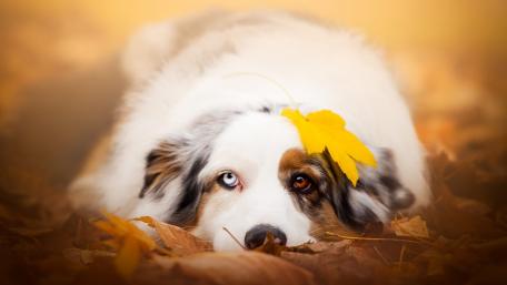 Golden Autumn Bliss with an Australian Shepherd wallpaper
