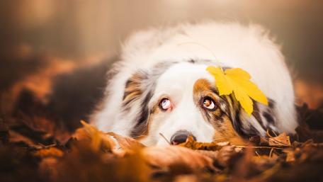 Autumn Dreams with an Australian Shepherd wallpaper