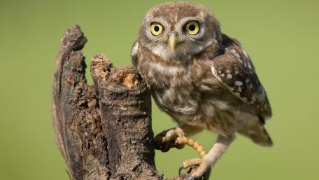 Charming Little Owl on a Rustic Perch wallpaper