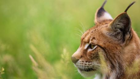 Majestic Eurasian Lynx in Nature wallpaper