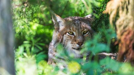 Majestic Lynx Among Greenery wallpaper