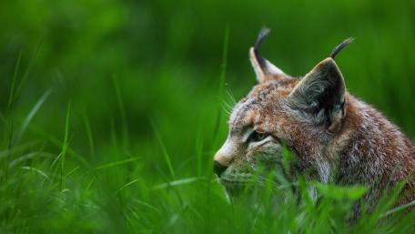 Majestic Lynx Surrounded by Nature's Greenery wallpaper