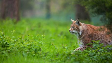 Majestic Lynx in Its Natural Habitat wallpaper