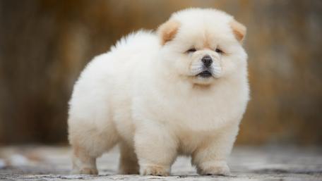 Adorable Chow Chow Puppy Wallpaper wallpaper