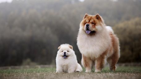 Adorable Chow Chow Duo Inspires Puppy Love and Joyful Moments wallpaper